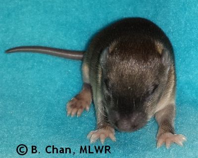 Wild Indigo Duskywing - 11 days old