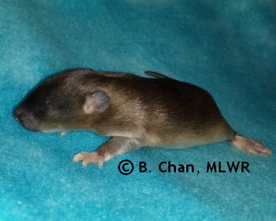 Southern Dogface - 12 days old