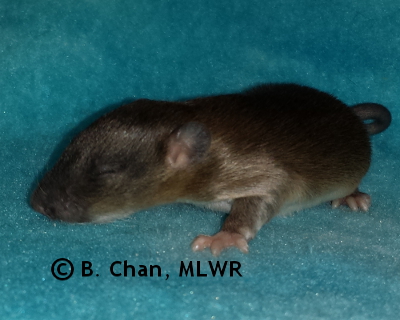 Southern Dogface - 13 days old