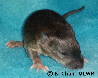 Southern Dogface - 14 days old