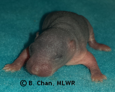 Southern Dogface - 4 days old