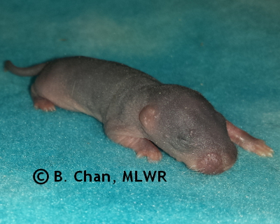 Southern Dogface - 5 days old