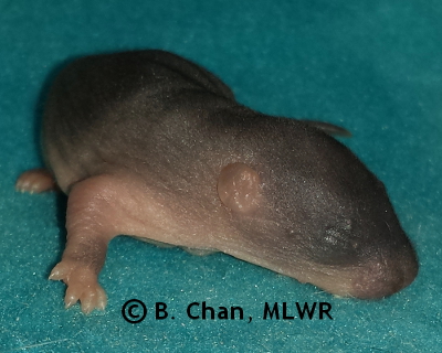 Southern Dogface - 6 days old