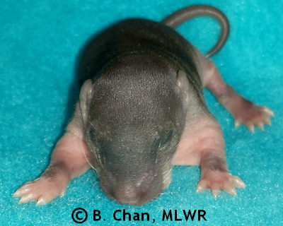 Southern Dogface - 7 days old
