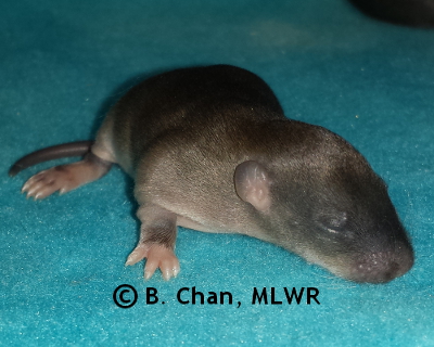 Southern Dogface - 9 days old