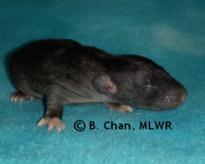 Spicebush Swallowtail - 11 days old
