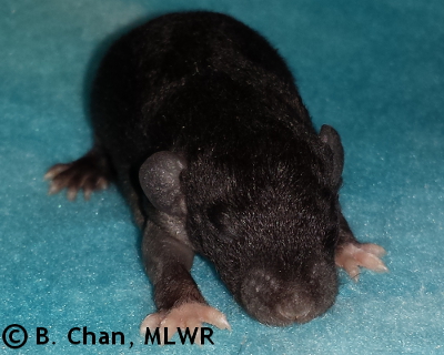 Spicebush Swallowtail - 12 days old