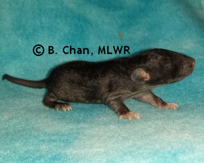 Spicebush Swallowtail - 13 days old
