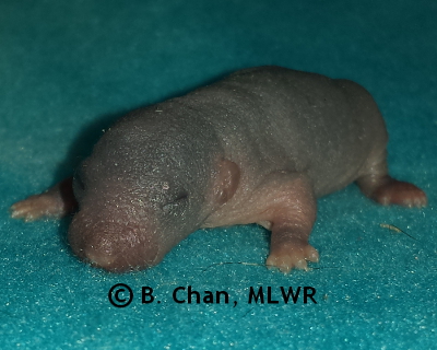 Spicebush Swallowtail - 4 days old