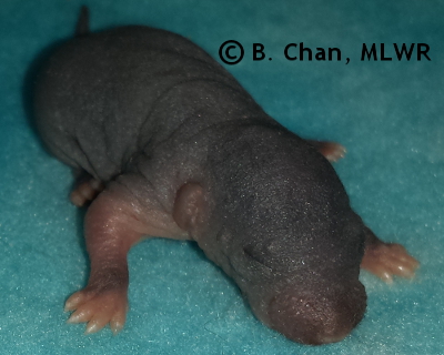 Spicebush Swallowtail - 5 days old