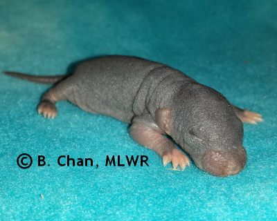 Spicebush Swallowtail - 6 days old