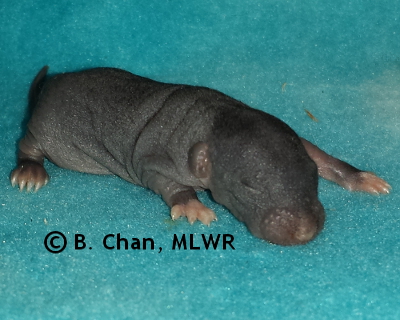 Spicebush Swallowtail - 7 days old