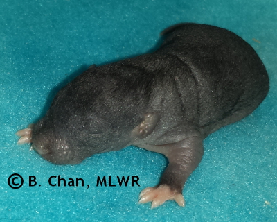Spicebush Swallowtail - 8 days old