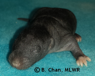 Spicebush Swallowtail - 9 days old