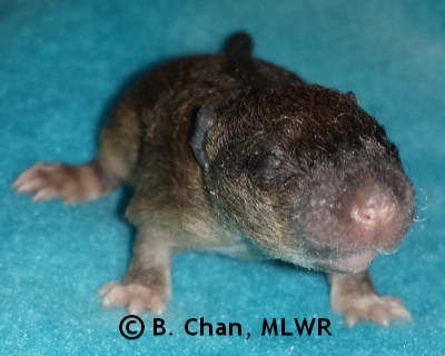 Spring Azure - 12 days old