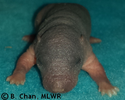 Spring Azure - 4 days old