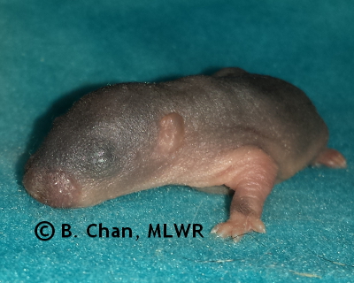 Spring Azure - 6 days old