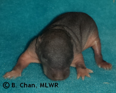 Spring Azure - 7 days old