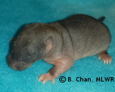 Spring Azure - 8 days old