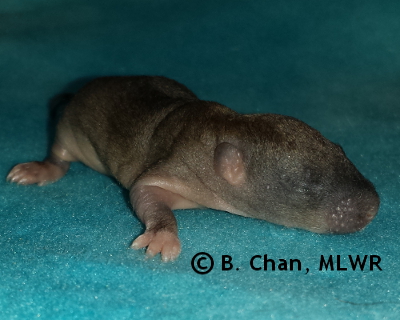 Spring Azure - 9 days old
