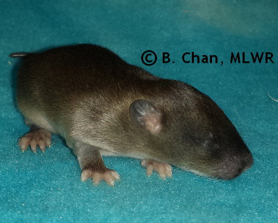 Wild Indigo Duskywing - 11 days old