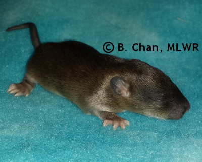 Wild Indigo Duskywing - 12 days old