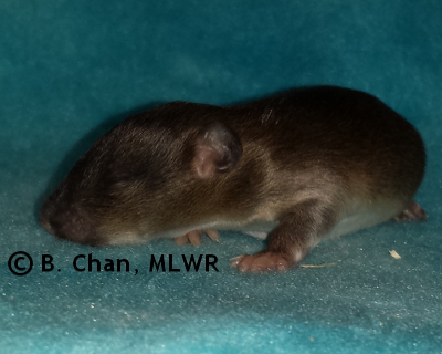 Wild Indigo Duskywing - 13 days old