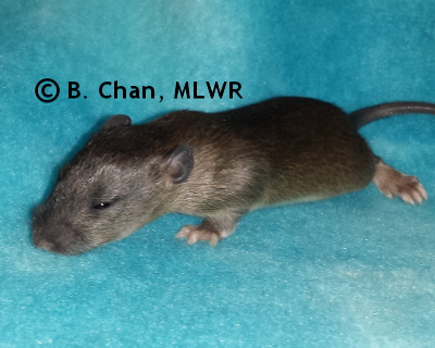 Wild Indigo Duskywing - 14 days old