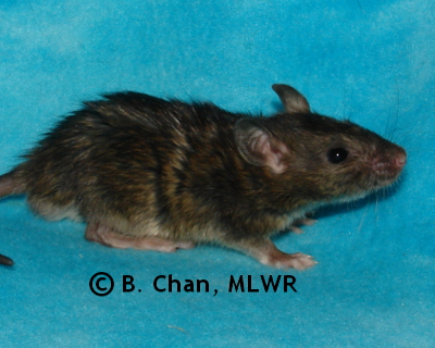 Wild Indigo Duskywing - 26 days old