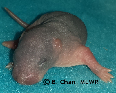 Wild Indigo Duskywing - 4 days old