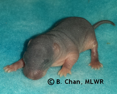 Wild Indigo Duskywing - 5 days old