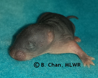 Wild Indigo Duskywing - 6 days old