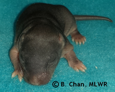 Wild Indigo Duskywing - 7 days old