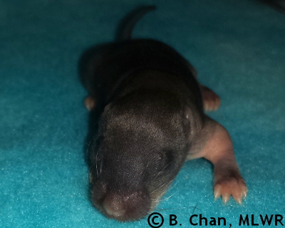Wild Indigo Duskywing - 8 days old