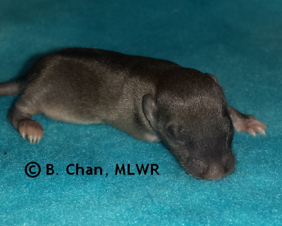 Wild Indigo Duskywing - 9 days old