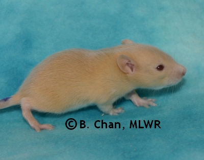 MLWR Archimedes - 17 days