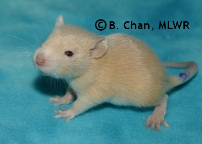 MLWR Archimedes - 18 days