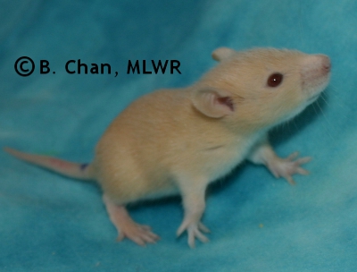 MLWR Archimedes - 19 days