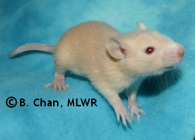 MLWR Archimedes - 20 days