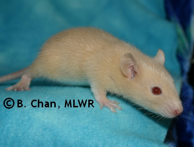 MLWR Archimedes - 21 days