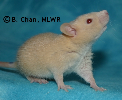 MLWR Archimedes - 22 days