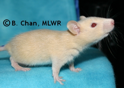 MLWR Archimedes - 23 days