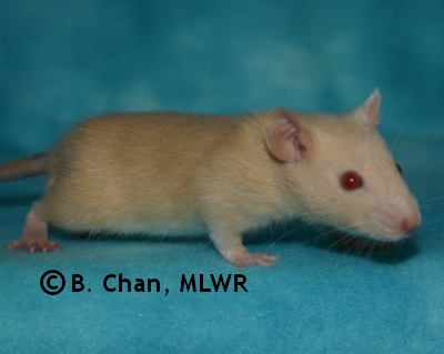 MLWR Archimedes - 25 days