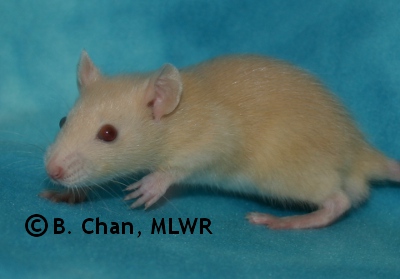 MLWR Archimedes - 27 days