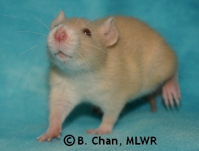 MLWR Archimedes - 29 days