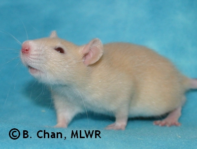 MLWR Archimedes - 31 days