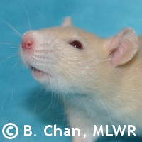 MLWR Archimedes