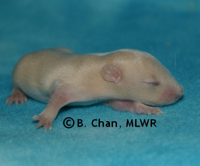 Blue Girl - 11 days