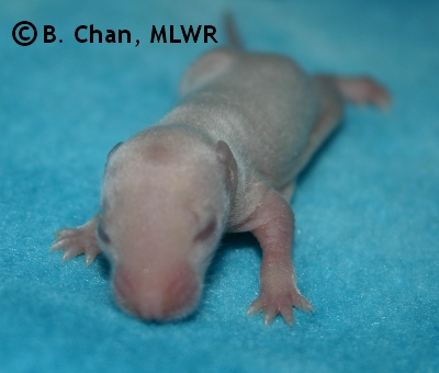 Blue Girl - 8 days