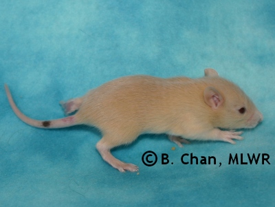 MLWR Murgatroyd - 17 days